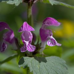 Lamium maculatum