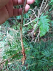 Ctenitis submarginalis