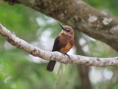 Brachygalba lugubris