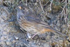 Poospiza rubecula