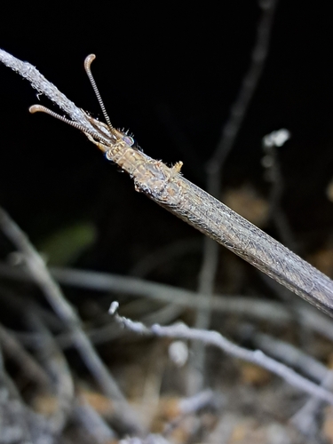 Distoleon bistrigatus observed 2026-02-07
