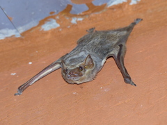 Taphozous mauritianus