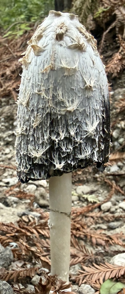 Coprinus comatus · February 2026 · photo: © hllrnnr (iNaturalist, cc0)