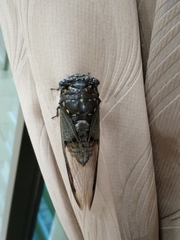 Cryptotympana facialis