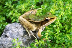 Lithobates maculatus