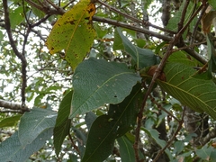 Quercus rysophylla