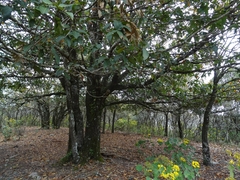 Quercus rysophylla