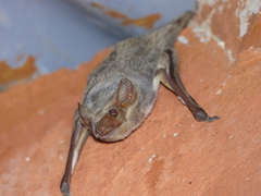 Taphozous mauritianus