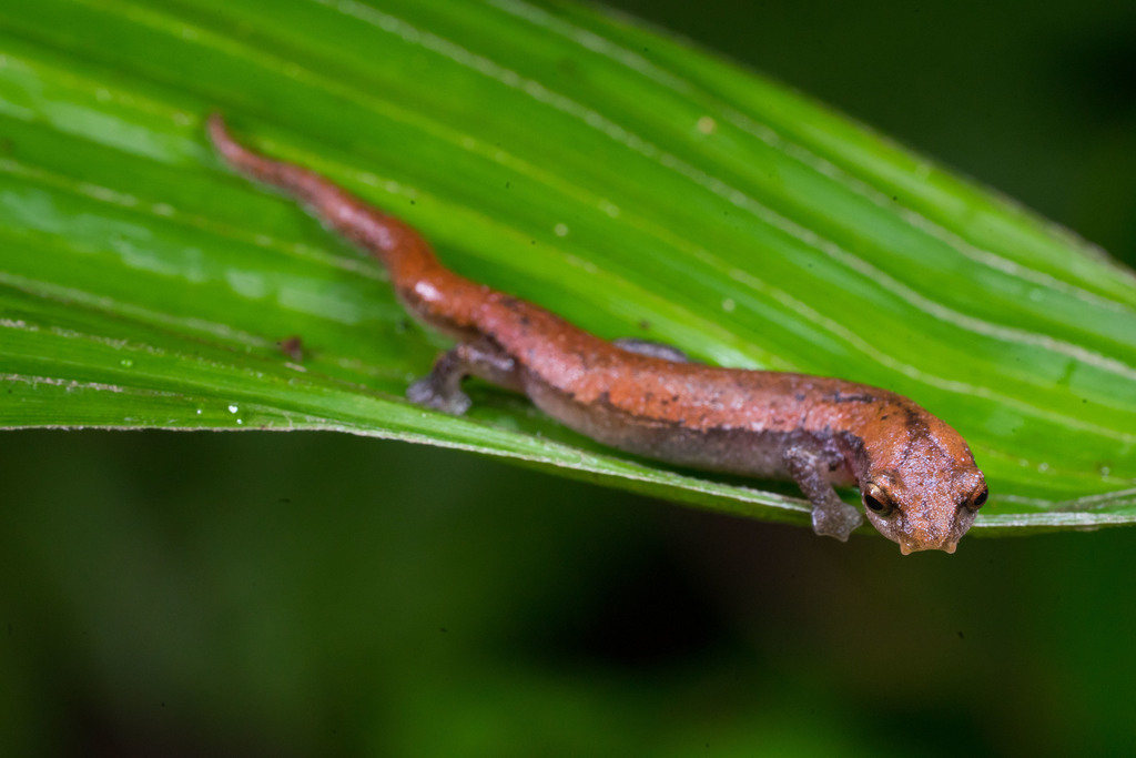 Southern Banana Salamander
