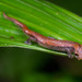 Southern Banana Salamander - Photo (c) Wouter Beukema, some rights reserved (CC BY-NC), uploaded by Wouter Beukema
