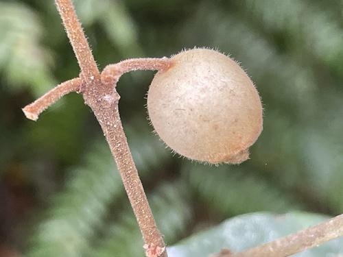 Rhodomyrtus pervagata observed 2026-02-11