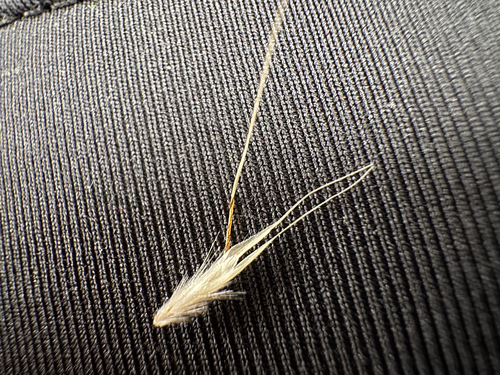 Rytidosperma setaceum observed 2026-02-11