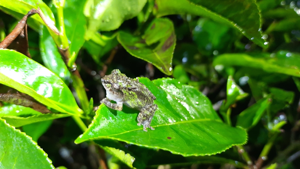 Jacobson's Bubble-Nest Frog