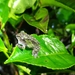 Jacobson's Bubble-nest Frog - Photo (c) Fajar Kaprawi, some rights reserved (CC BY-NC), uploaded by Fajar Kaprawi