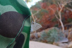 Theclinesthes miskini