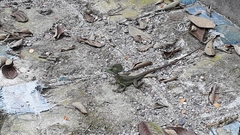 Basiliscus galeritus