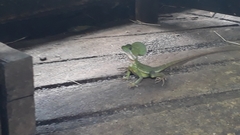 Basiliscus galeritus