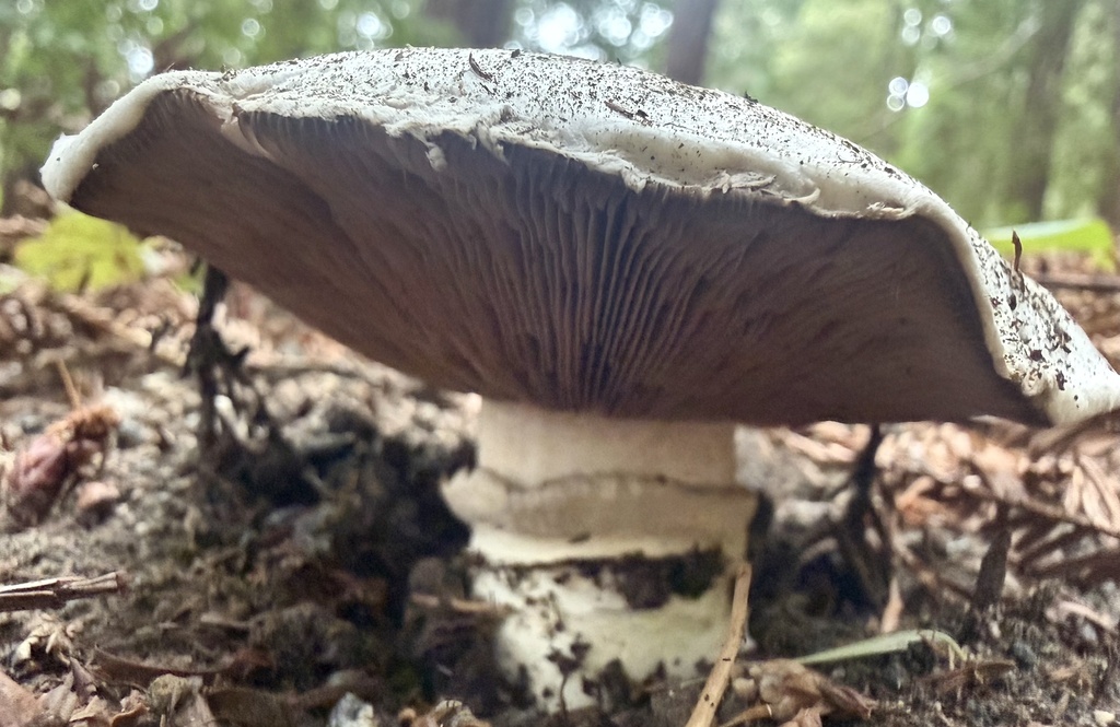 Agaricus bitorquis