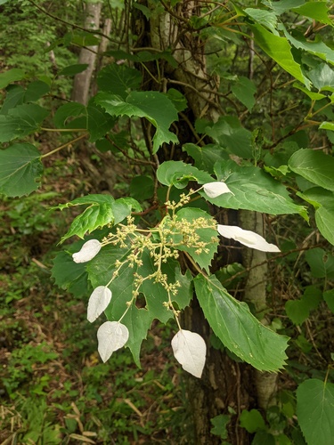 Japanese hydrangea vine (Hydrangea hydrangeoides)