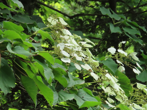 Hydrangea hydrangeoides, photograph 4
