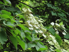 Hydrangea hydrangeoides, photograph Timur Kalininsky, CC BY, iNaturalist via GBIF