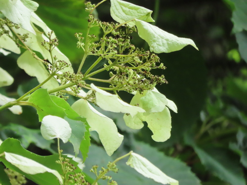 Hydrangea hydrangeoides, photograph 5