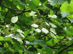 Hydrangea hydrangeoides, photograph Timur Kalininsky, CC BY, iNaturalist via GBIF