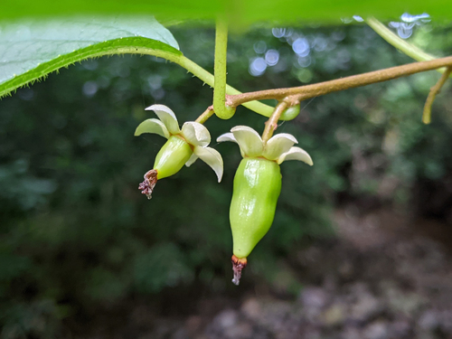 Silver Vine (Actinidia polygama)