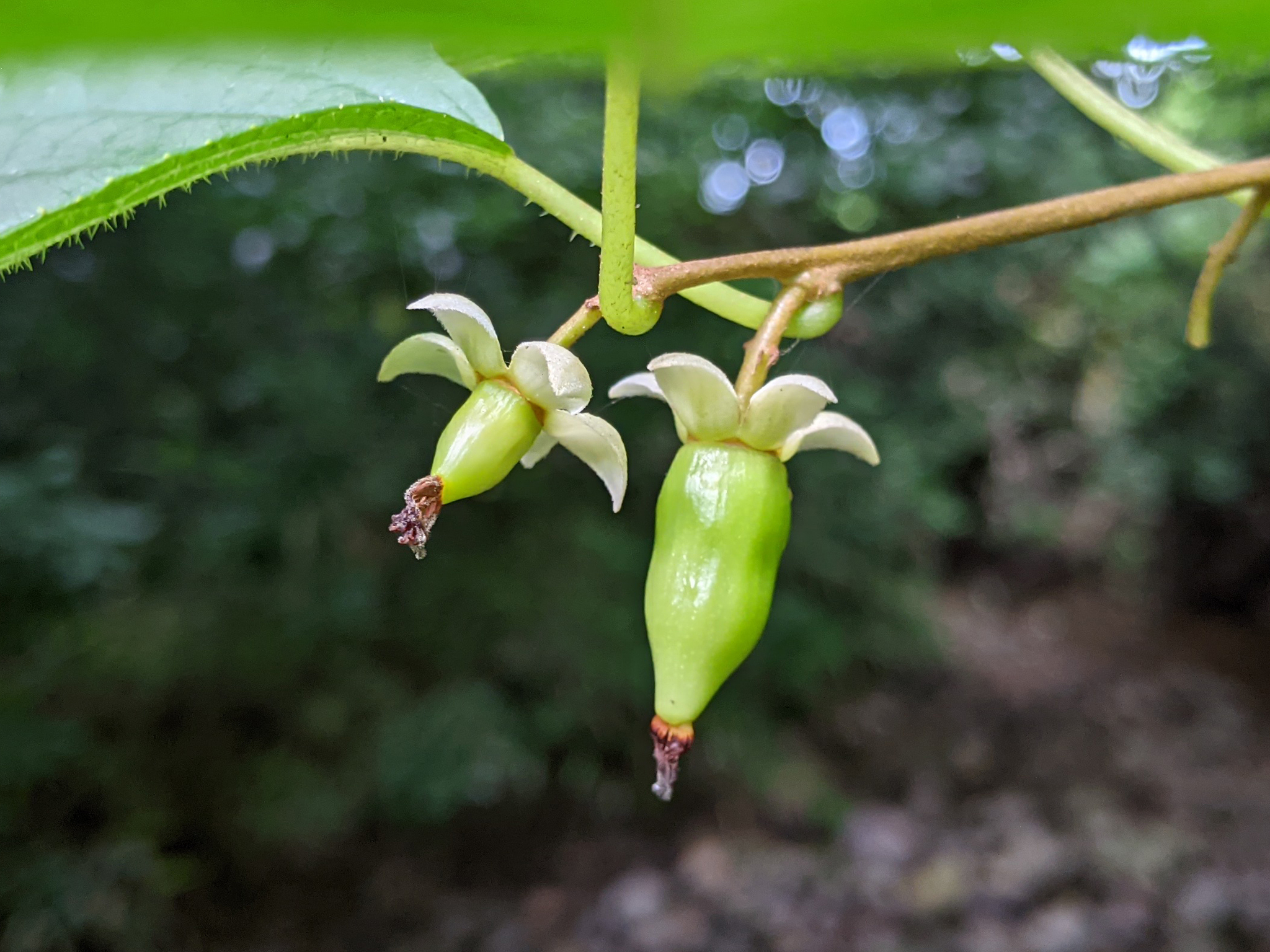 Cat-Powder (Actinidia polygama)