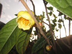 Camellia nitidissima