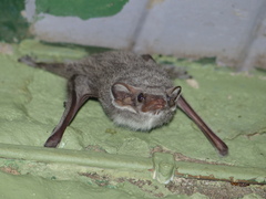 Taphozous mauritianus