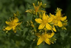 Hypericum perforatum