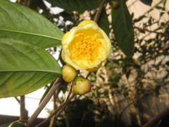 Camellia nitidissima