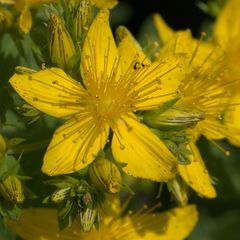 Hypericum perforatum
