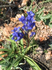 Gentiana decumbens