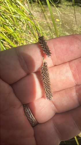 New Zealand forest sedge (Carex solandri)