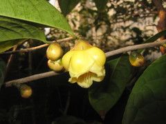 Camellia nitidissima