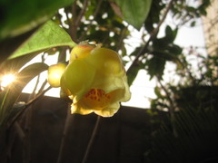 Camellia nitidissima