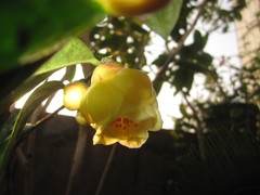Camellia nitidissima
