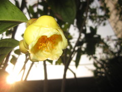 Camellia nitidissima