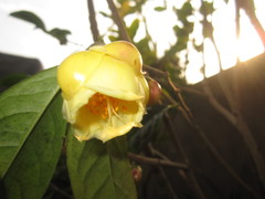 Camellia nitidissima