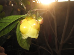Camellia nitidissima