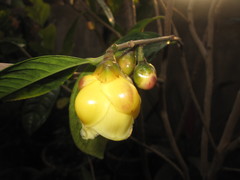 Camellia nitidissima