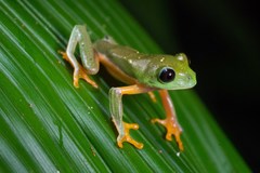 Agalychnis moreletii