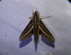 Xylophanes titana