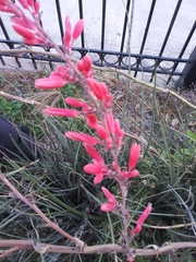 Hesperaloe parviflora