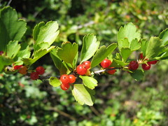 Ribes diacanthum