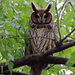 Striped Owl - Photo (c) emi_bravo, some rights reserved (CC BY-NC)
