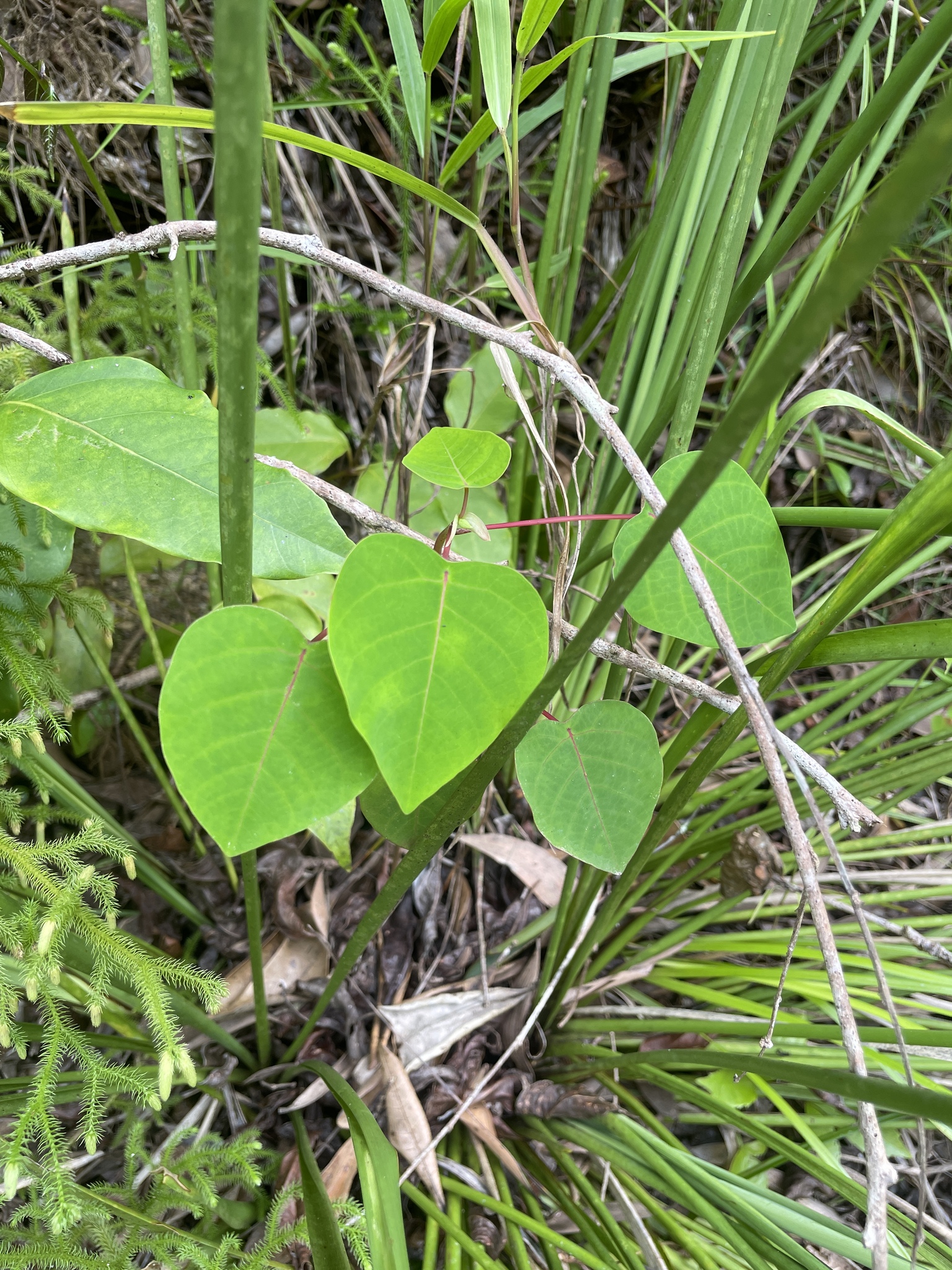Imagem de Homalanthus novoguineensis