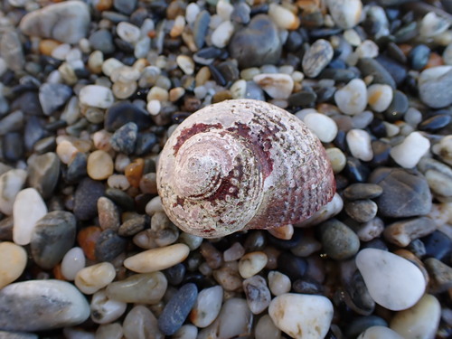 Modelia granosa observed 2026-01-19